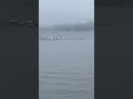 Amazing Nature Sight - American Pelicans and Cormorants Fishing Together - Lake Conroe Texas