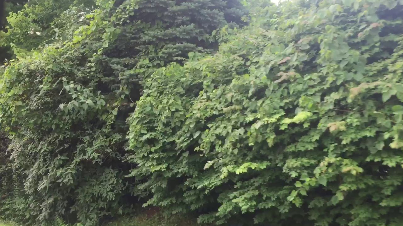 Hoarder House Renovation Street View YouTube