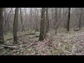 Глушанский лес