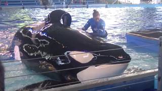 Kyuquot with Trainer Amy - August 1,2 2016 - SeaWorld San Antonio