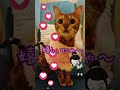 最高に嬉しいにゃんこ特別編😽#cat #ねこ #猫のいる暮らし #保護猫 #ネコ#short #にゃんこ #猫好きさんと繋がりたい #猫 #猫のいる生活 #癒し#猫動画#ベンガル猫 #子ネコ#子猫
