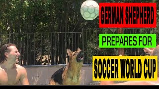 German Shepherd Dog Practicing Heading Skills for Soccer World Cup 2022