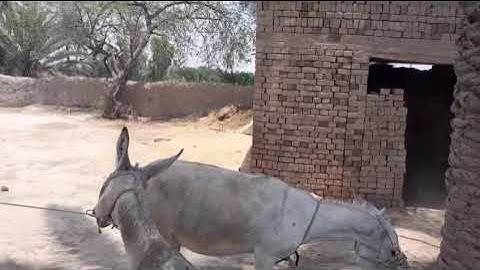 Horses Heavy goods vehicles. Stallion to Parovka. They brought a filly from Bachach....13
