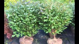 Best Time to Prune Burning Bushes