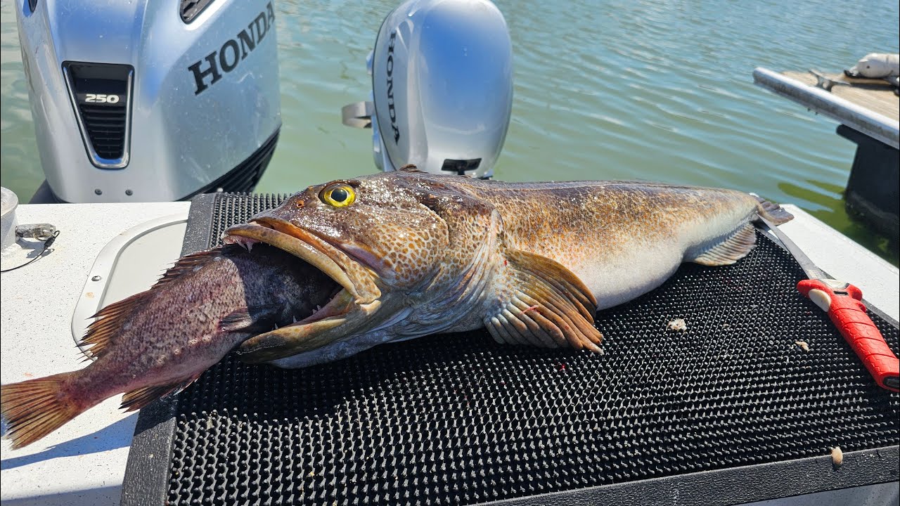 Широкое прибрежное лингкод и окунь с подводной камерой