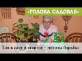 Голова садовая - Тля в саду и огороде – методы борьбы