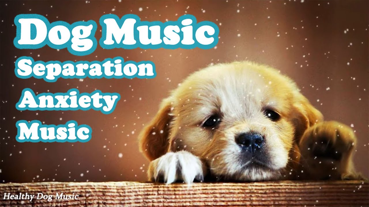 View of Dog Music💖🐶 Anti Separation Anxiety Relief Music, relaxing Music for ...