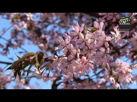 Video: Koristepersikkapuut – kukkivat koristepersikkapuut kantavat hedelmää