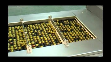 afsatec olive artificial vision grading system