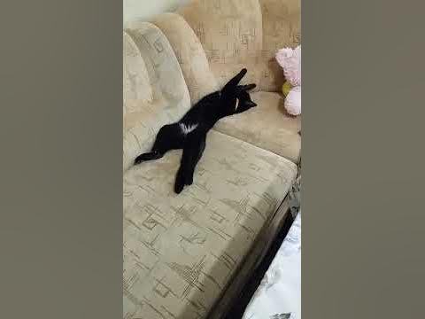 Самый ленивый кот в мире! - YouTube