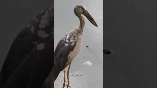 HONOR MAGIC 8 PRO CANERA VIDEO QUALITY TEST #ZOOM #pixel #animals