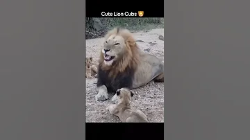 Boundless Cubs Bounded Parents 