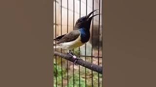 cuitan sogon memanggil lawan #birds #sogon #bankkicau