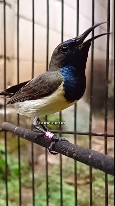 cuitan sogon memanggil lawan #birds #sogon #bankkicau