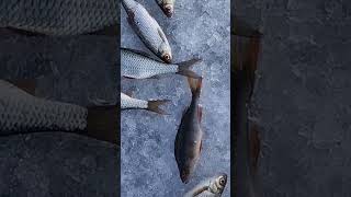 Крупнее окуня!#карелия #рыбалканаозере #fishing #рыба # плотва#весна