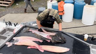 60lb Halibut Fillet in 2 Minutes!