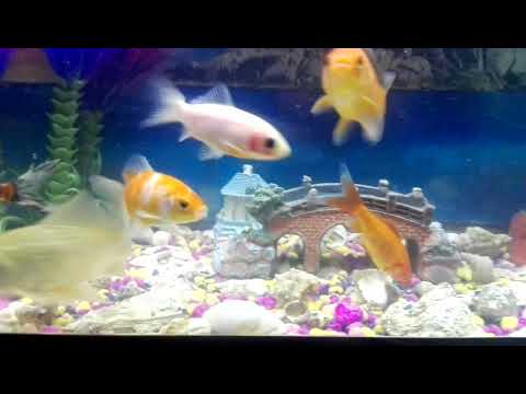 Video: Akuariumi I Peshkut PH - Sindroma E Tankut Të Vjetër