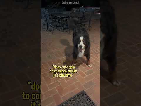 Video: Berner Sennenhond