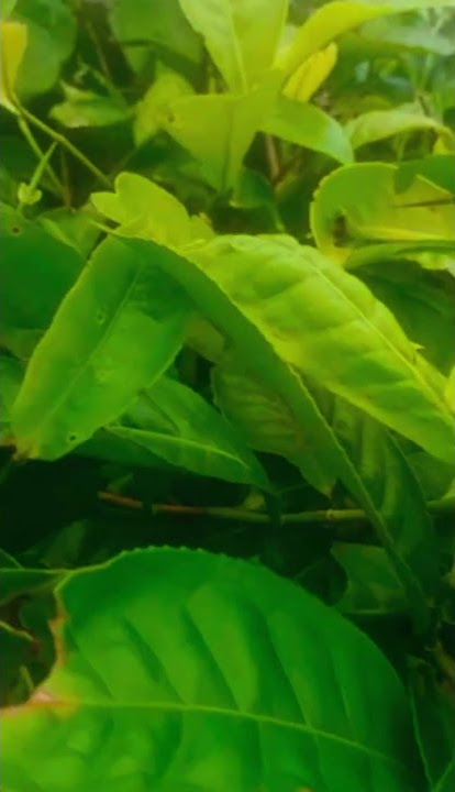 Cinematic View Alam Kebun Teh | Cinematic Nature #shorts #cinematic #cinematicvideo