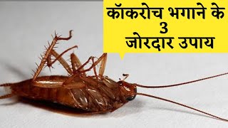 कॉकरोच से छुटकारा मिलेगा 100% | Home Remedies to Get Rid Of Cockroaches |Tips & Trick |Kitchen Hacks