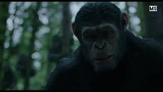 El Planeta De Los Simios Confrontación Cesar Hecha A Humanos De Su Territorio Hd Audio Latino