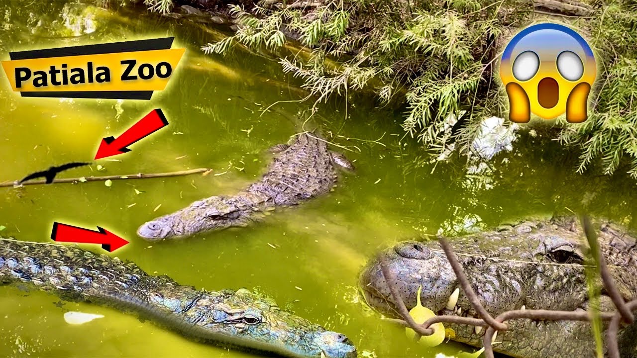 Patiala Zoo | Deer Park Patiala | Patiala Zoo Ticket Price | Zoo Patiala