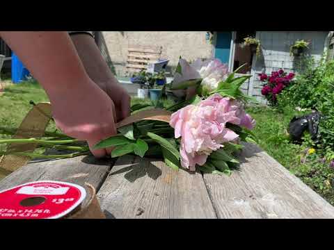 Video: Zambarau Na Lilac Peonies (picha 23): Maelezo Ya Peonies 