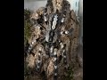 Rehousing and care of our P regalis