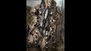 Rehousing and care of our P regalis