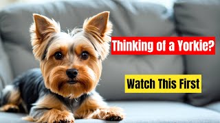 Yorkshire Terrier Owner Guide (Temperament, Care, Training)