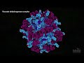 Aerobic Respiration and Pyruvate Processing Quiz
