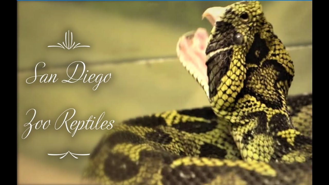 San Diego Zoo Reptiles. California - YouTube