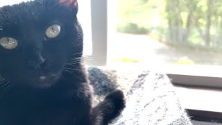 Nova Kitty Watches Birds in the Window while Getting Sun