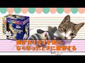 猫が餌を食べない...　これでミーティさんの食欲を回復  - Effective when cats do not eat food