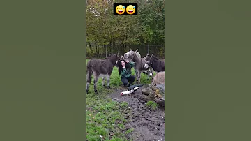 جنون البنات هههه كيف تتعامل مع الحمار Mybloopers بنات Shorts 