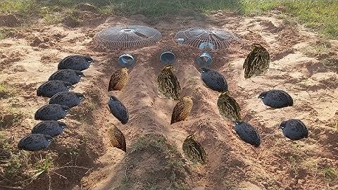 Awesome Quick Bird Trap Using Electric Fan Guard And PVC Pipe (That Work)