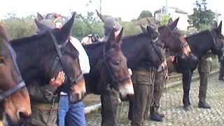 Gli ultimi Muli del Gruppo Lanzo.