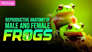 Reproductive System Of Frog Cl 11 3D Animation