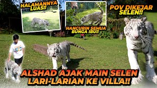 BAWA SELEN SI HARIMAU PUTIH PIKNIK KE VILLA ! SENENG BANGET LARI2 DI TEMPAT LUAS