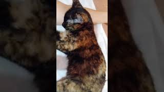 Momo Sleeping With Mama