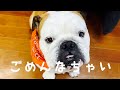 【ブルドック】朝イチ叱られるブルドックまめ