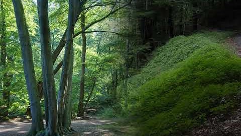 Tìm hiểu Rừng đặc dụng (RDD) và Rừng phòng hộ (RPH)