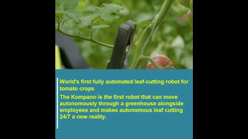 Amazing Priva Kompano automated leaf-cutting robot for tomato crops