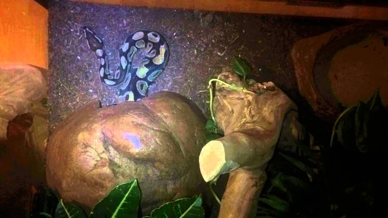 Ball python time-lapse - YouTube