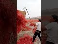 a unique way to unload chilies for drying #shorts