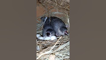 java chicks rest time 🐦 Bird