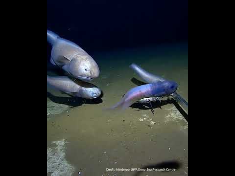 Deepest fish caught off Australian coast