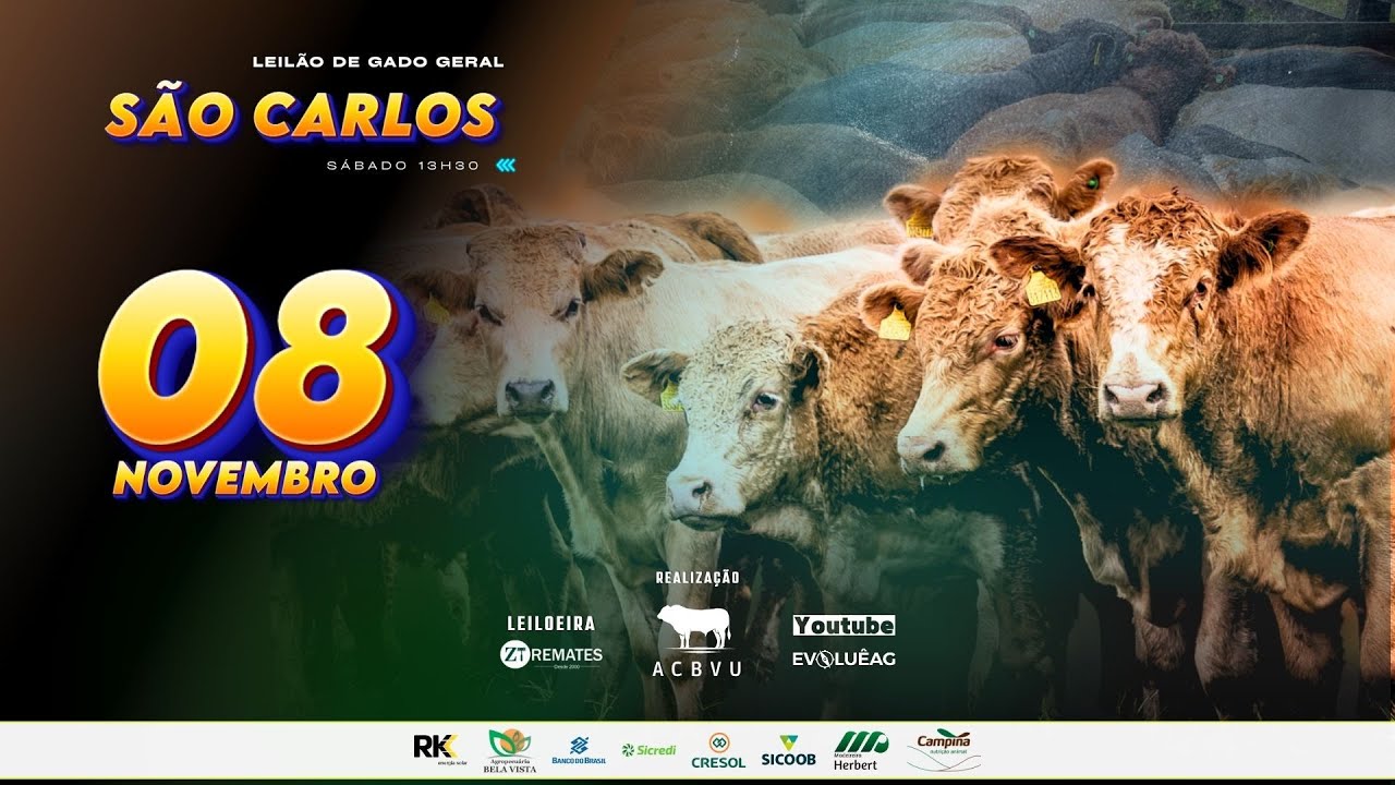 Leilão de Gado AO VIVO - São Carlos 08/11/2025 | ZT Remates
