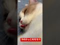 🍤エビのかっこをしたモモ🍑 #cat #三毛猫 #ねこ #ねこのいる生活 #猫のいる暮らし