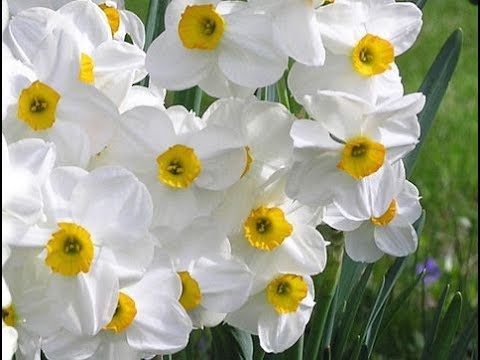 فيديو: Greigii Tulip Bulbs: تعرف على كيفية العناية بأصناف Greigii Tulip